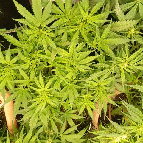 Strawberry Pie  growlog photo: Morgen ist der Tag "X"gekommen, die ersten Auto easy Skunk können geerntet werden. Die sind aber nicht so weit, leider.