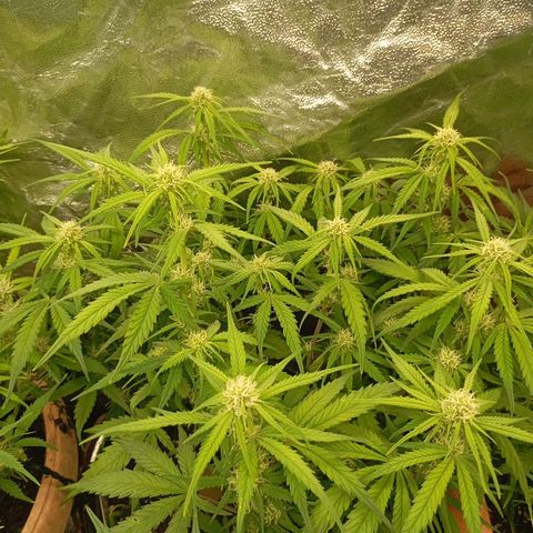 Strawberry Pie  growlog photo: Morgen ist der Tag "X"gekommen, die ersten Auto easy Skunk können geerntet werden. Die sind aber nicht so weit, leider.