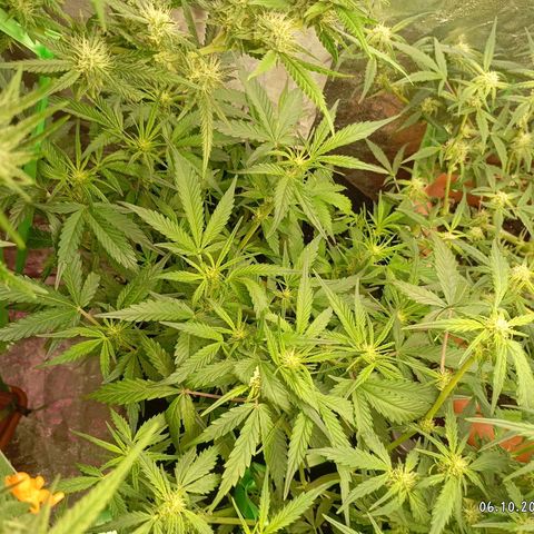Strawberry Pie  growlog photo: Morgen ist der Tag "X"gekommen, die ersten Auto easy Skunk können geerntet werden. Die sind aber nicht so weit, leider.