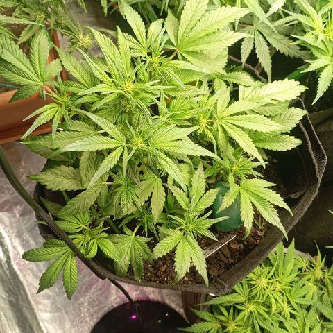 Strawberry Pie  growlog photo: Morgen ist der Tag "X"gekommen, die ersten Auto easy Skunk können geerntet werden. Die sind aber nicht so weit, leider.