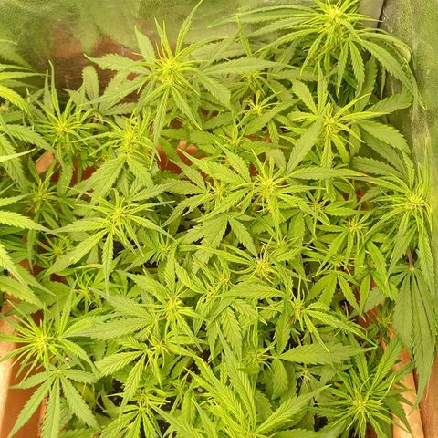 Strawberry Pie  growlog photo: Morgen ist der Tag "X"gekommen, die ersten Auto easy Skunk können geerntet werden. Die sind aber nicht so weit, leider.