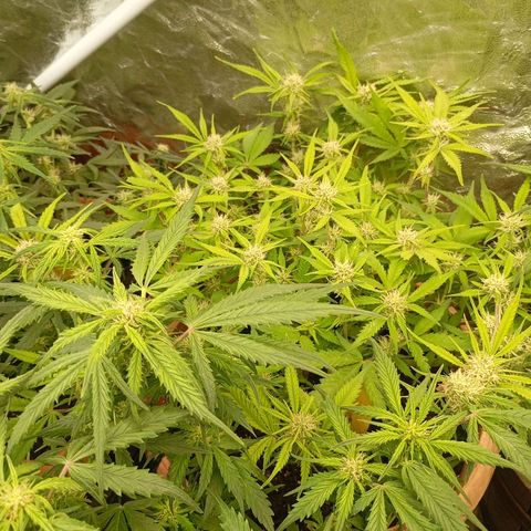 Strawberry Pie  growlog photo: Morgen ist der Tag "X"gekommen, die ersten Auto easy Skunk können geerntet werden. Die sind aber nicht so weit, leider.
