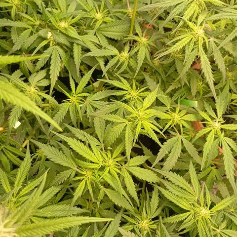 Strawberry Pie  growlog photo: Morgen ist der Tag "X"gekommen, die ersten Auto easy Skunk können geerntet werden. Die sind aber nicht so weit, leider.