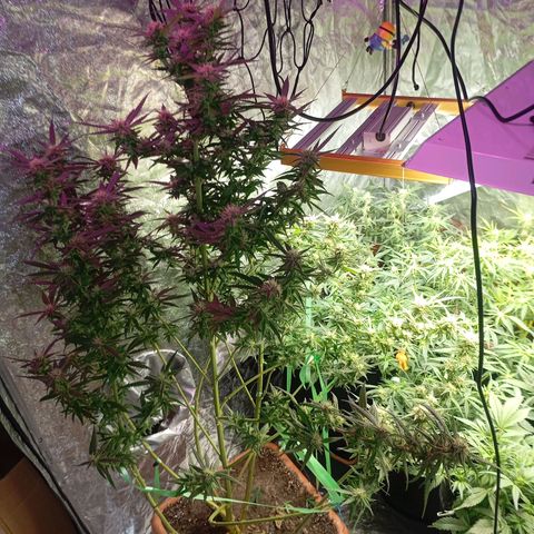 Strawberry Pie  growlog photo: Morgen ist der Tag "X"gekommen, die ersten Auto easy Skunk können geerntet werden. Die sind aber nicht so weit, leider.