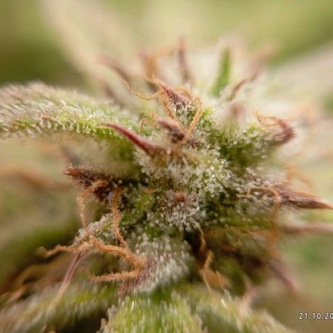 Strawberry Pie  growlog timeline photo