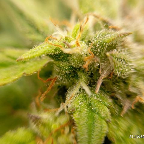 Strawberry Pie  growlog timeline photo