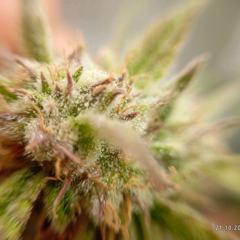 Strawberry Pie  growlog timeline photo