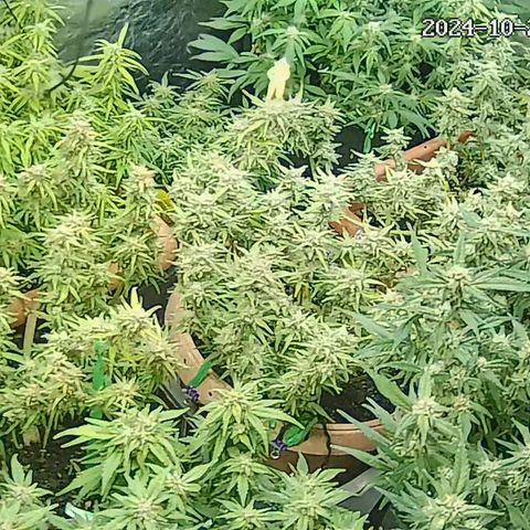Strawberry Pie  growlog timeline photo