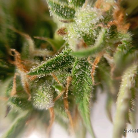 Strawberry Pie  growlog timeline photo