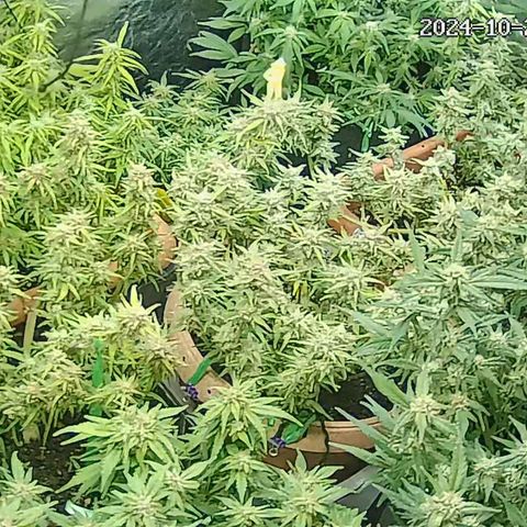 Strawberry Pie  growlog timeline photo