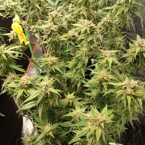 Strawberry Pie  growlog timeline photo