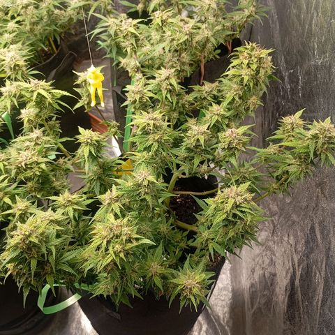 Strawberry Pie  growlog timeline photo