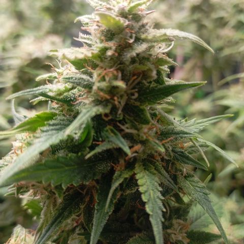 Strawberry Pie  growlog timeline photo