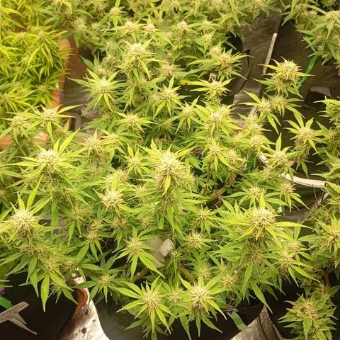 Cream Caramel Auto growlog timeline photo