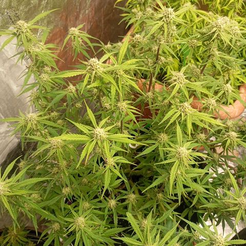 Cream Caramel Auto growlog timeline photo