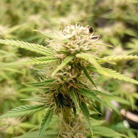 Cream Caramel Auto growlog timeline photo