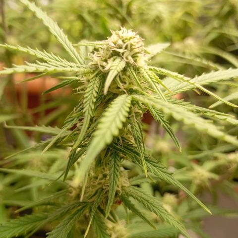Cream Caramel Auto growlog timeline photo
