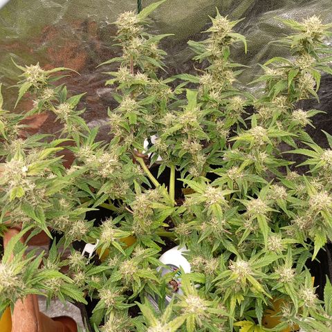 Gorilla Cookie  growlog timeline photo
