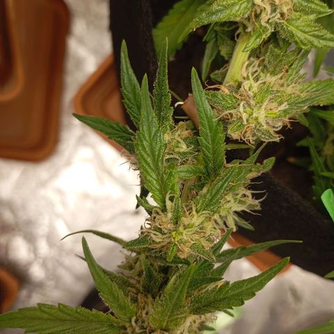 Gorilla Cookie  growlog timeline photo
