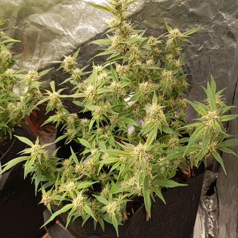 Gelato Auto OG growlog timeline photo
