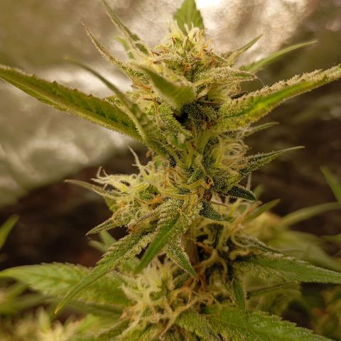 Gelato Auto OG growlog timeline photo