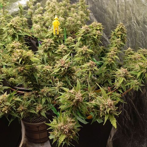 Strawberry Pie  growlog timeline photo