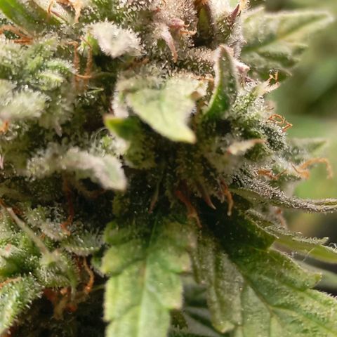 Strawberry Pie  growlog timeline photo