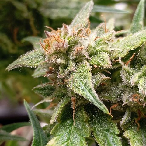 Strawberry Pie  growlog timeline photo