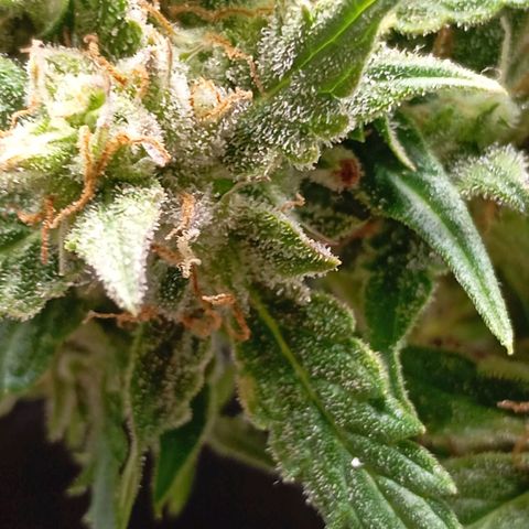 Strawberry Pie  growlog timeline photo