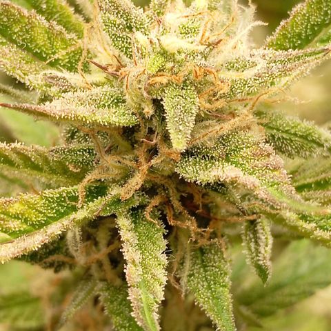 Gelato Auto OG growlog timeline photo
