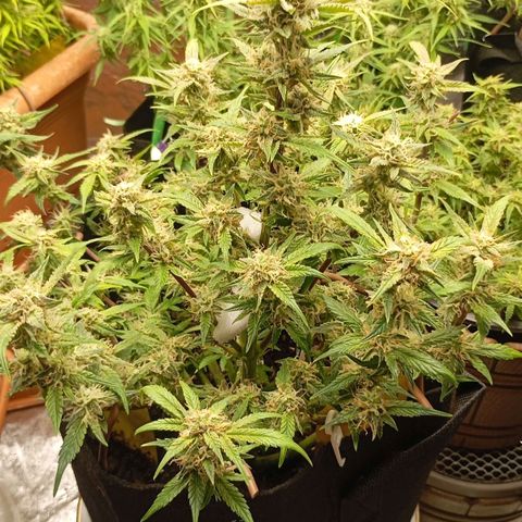 Gelato Auto OG growlog timeline photo