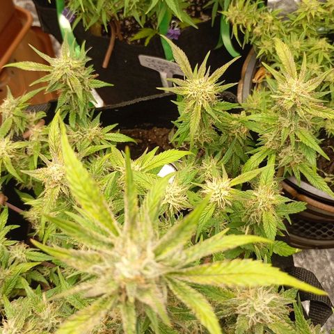Gelato Auto OG growlog timeline photo