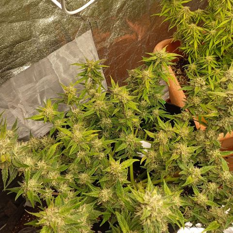 Gorilla Cookie  growlog timeline photo