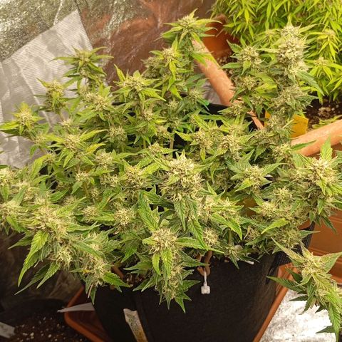 Gorilla Cookie  growlog timeline photo