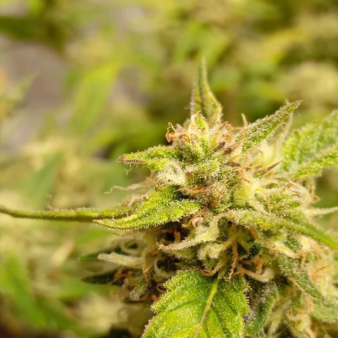 Gorilla Cookie  growlog timeline photo