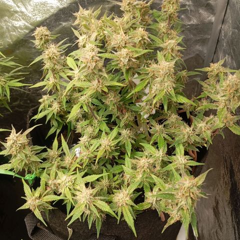 Gelato Auto OG growlog photo: Wird jetzt austrocknen und geerntet 