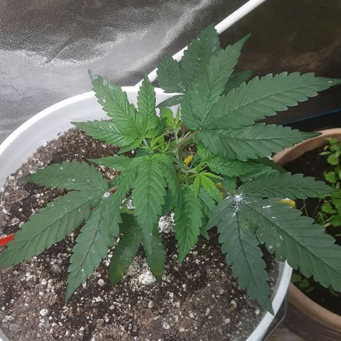 Laura growlog timeline photo