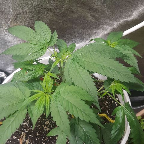 Laura growlog timeline photo
