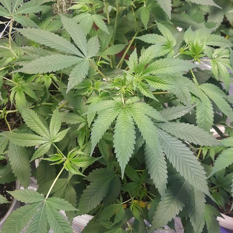 Laura growlog timeline photo