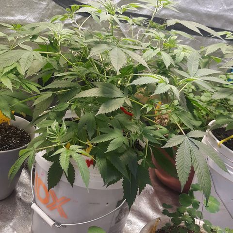 Laura growlog timeline photo