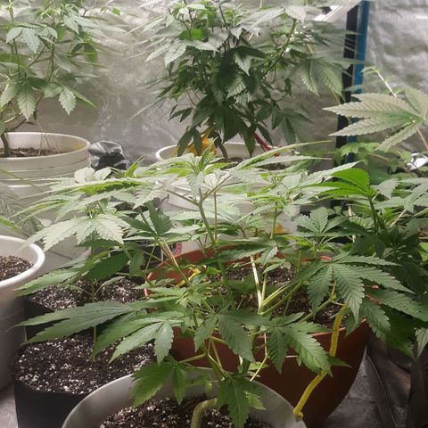 Laura growlog timeline photo