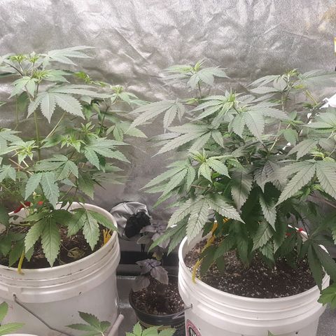 Laura growlog timeline photo