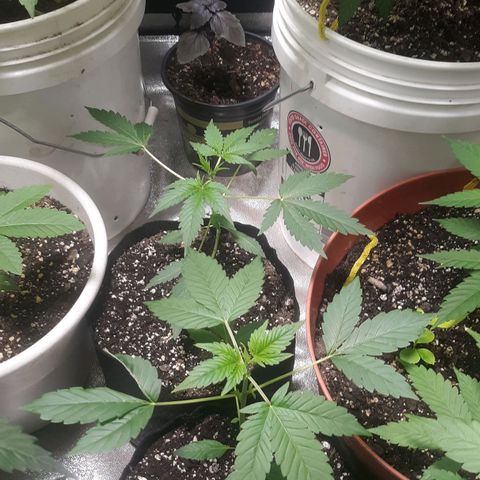 Laura growlog timeline photo