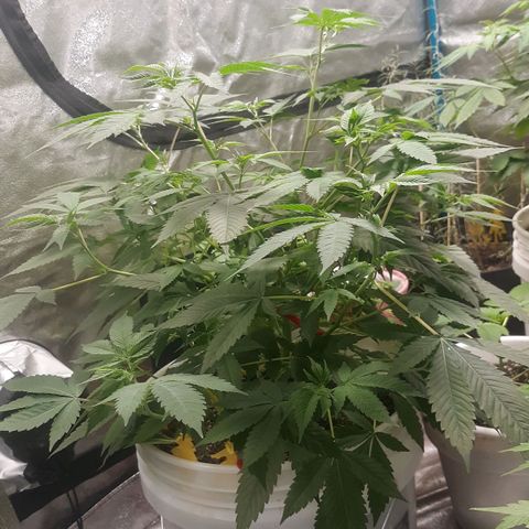 Laura growlog timeline photo