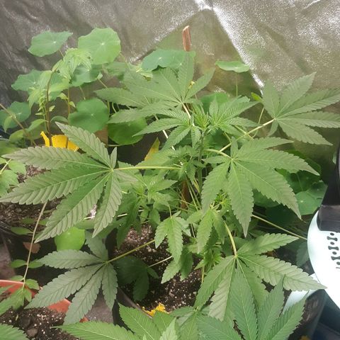 Laura growlog timeline photo
