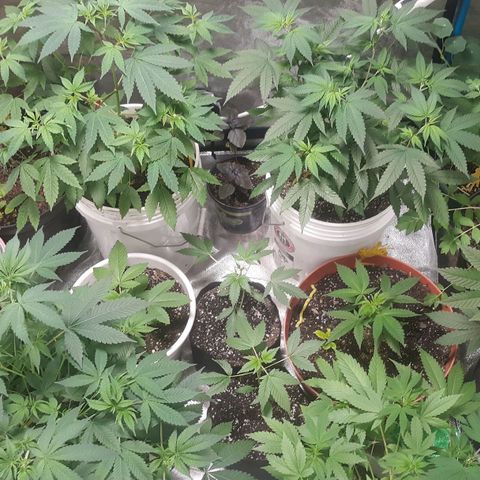 Laura growlog timeline photo