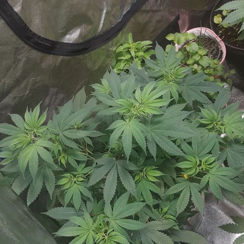 Laura growlog timeline photo