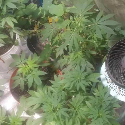 Laura growlog timeline photo