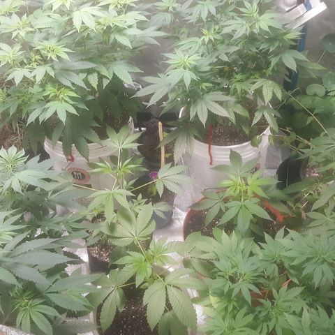 Laura growlog timeline photo