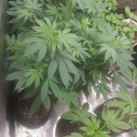Laura growlog timeline photo